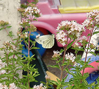 Green-veined white feeding on Marjoram (Origanum vulgare).